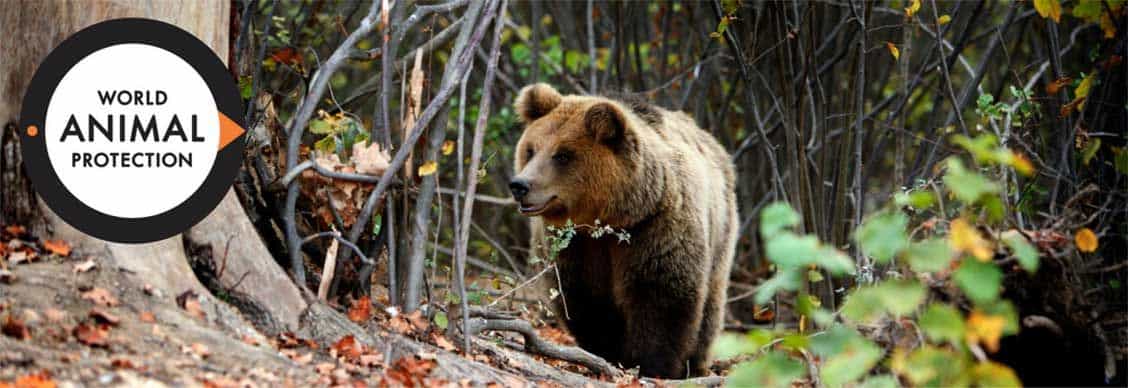 Sochi Bears - World Animal Protection | World animal protection ...